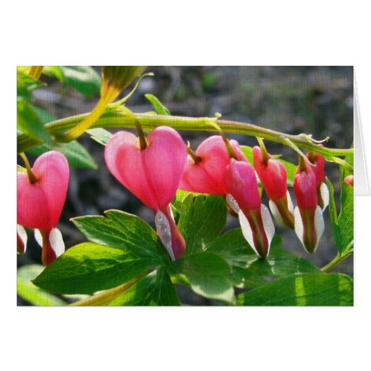 Bleeding Hearts Cards (Front Horizontal)
