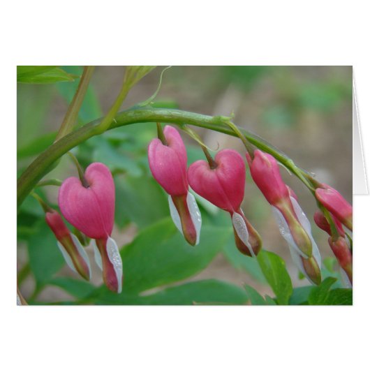 Bleeding Hearts Cards (Front Horizontal)