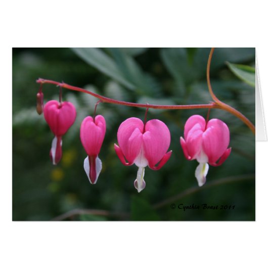 Bleeding Hearts Cards (Front Horizontal)