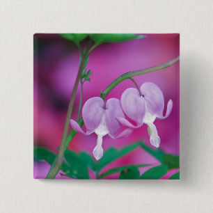 Bleeding Hearts Connecting In Garden. Credit Button