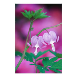 Bleeding Hearts Connecting In Garden. Credit Photo Print