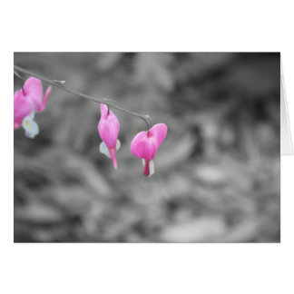 Bleeding hearts Door county Cards