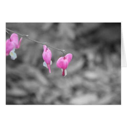 Bleeding hearts Door county Cards (Front Horizontal)