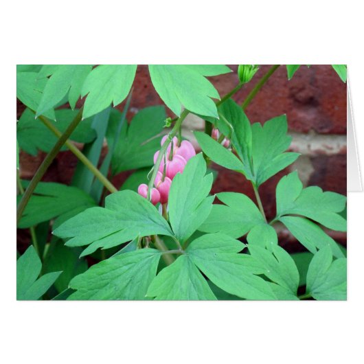 Bleeding Hearts Family Cards (Front Horizontal)