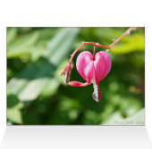 Bleeding Hearts Flowers Cards (Inside Horizontal (Top))