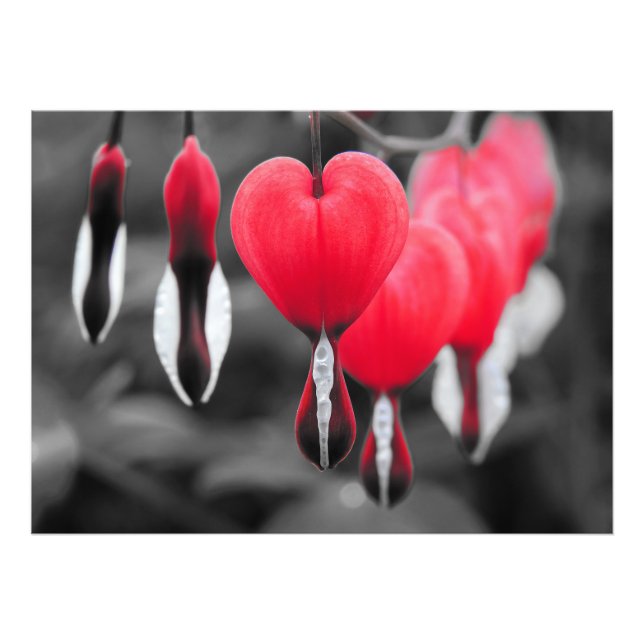 Bleeding Hearts Flowers: Red Colour Splash Photo Print (Front)