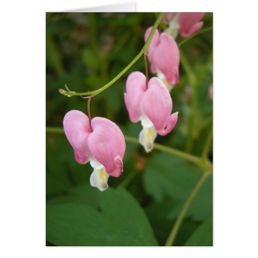 bleeding hearts haiku cards (Front)