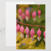 Bleeding Hearts Macro (Front/Back)