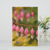 Bleeding Hearts Macro (Standing Front)