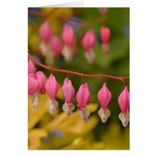 Bleeding Hearts Macro Cards (Front)