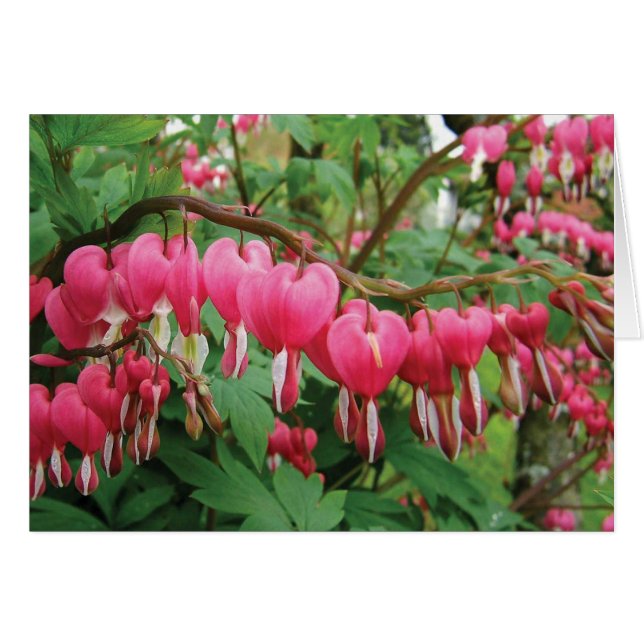 BLEEDING HEARTS ON ***OUR WEDDING DAY*** CARDS (Front Horizontal)