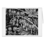 Bleeding Hearts Pen and Ink Drawing Card (Front Horizontal)