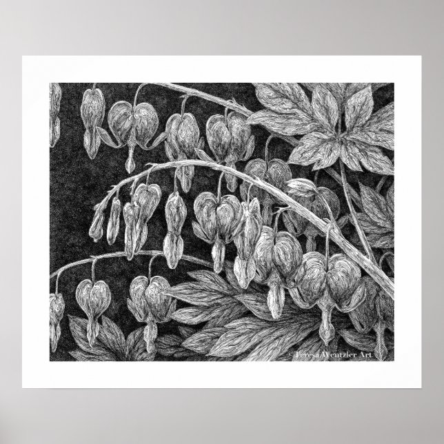 Bleeding Hearts Pen Drawing Poster (Front)
