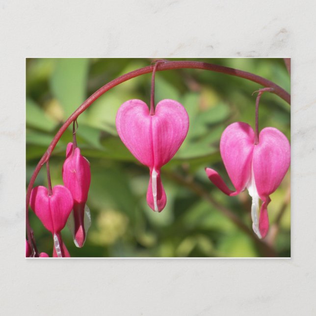 Bleeding Hearts Postcard (Front)