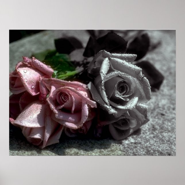 Blended roses, black, white & color poster (Front)