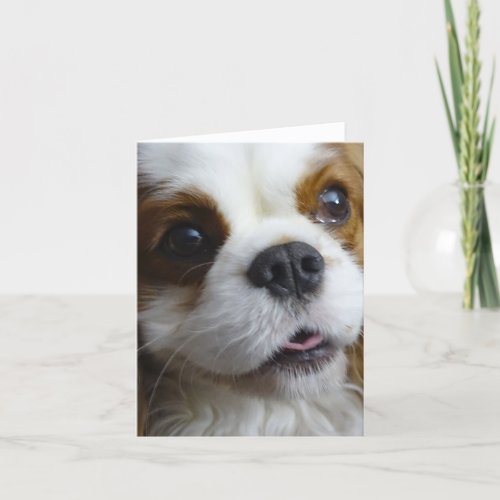 Blenheim Cavalier King Charles Blank Note Card