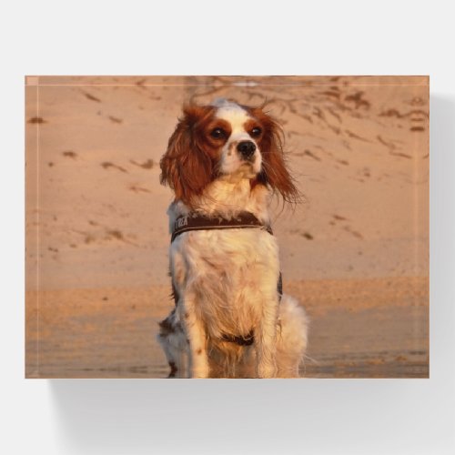 Blenheim Cavalier King Charles on the beach Paperweight