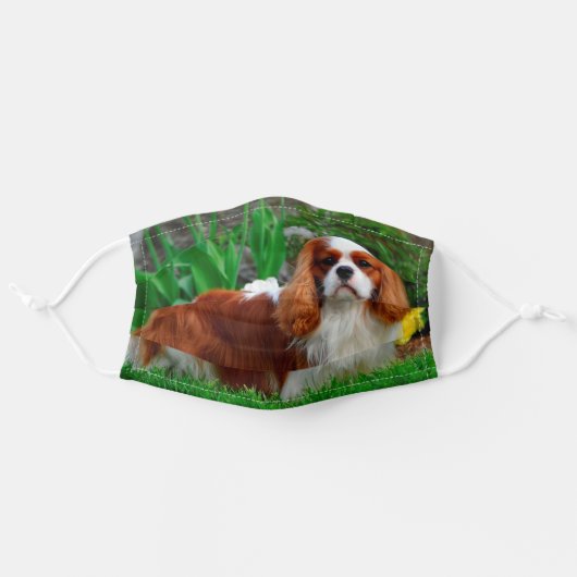 Blenheim Cavalier King Charles Spaniel Dog Adult Cloth Face Mask (Front, Unfolded)