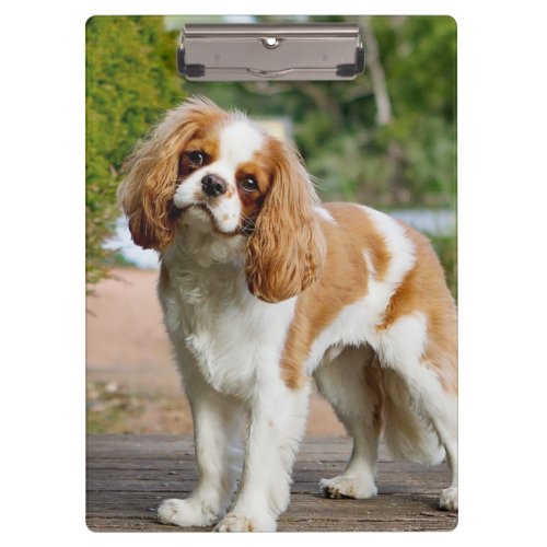 Blenheim Cavalier King Charles Spaniel Dog Clipboard