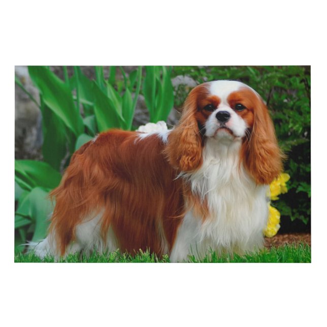 Blenheim Cavalier King Charles Spaniel Dog Faux Canvas Print (Front)