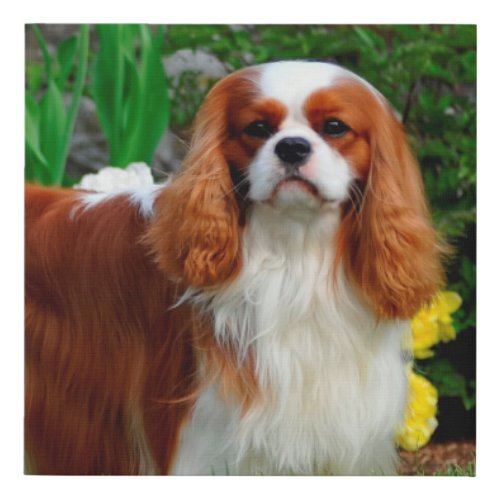 Blenheim Cavalier King Charles Spaniel Dog Faux Canvas Print