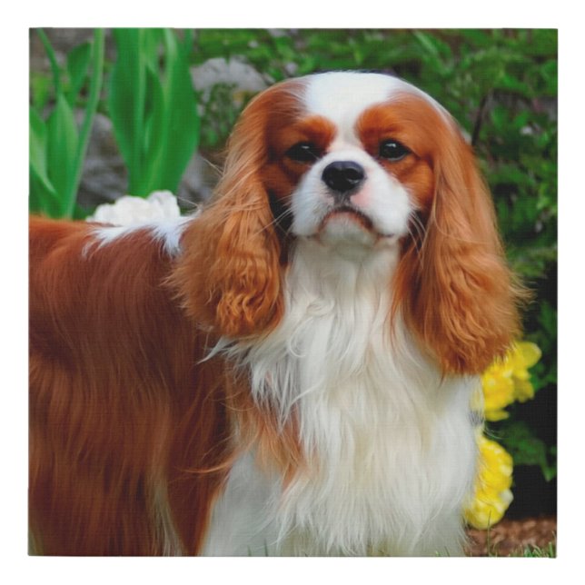 Blenheim Cavalier King Charles Spaniel Dog Faux Canvas Print (Front)