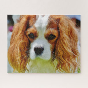Blenheim Cavalier King Charles Spaniel Dog Jigsaw Puzzle