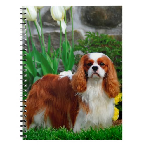 Blenheim Cavalier King Charles Spaniel Dog Notebook