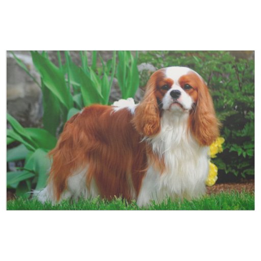 Blenheim Cavalier King Charles Spaniel Dog Panel Fabric