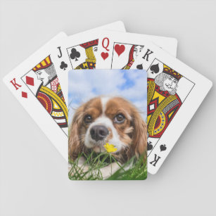 Blenheim Cavalier King Charles Spaniel Dog Playing Cards
