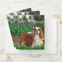 Blenheim Cavalier King Charles Spaniel Dog