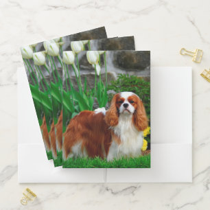 Blenheim Cavalier King Charles Spaniel Dog Pocket Folder