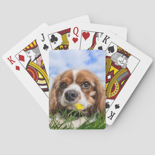 Blenheim Cavalier King Charles Spaniel Dog Poker Cards (Back)