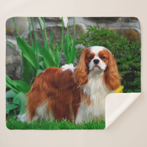 Blenheim Cavalier King Charles Spaniel Dog Sherpa Blanket