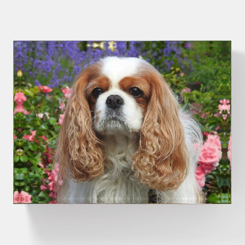 Blenheim Cavalier King Charles Spaniel in Flowers Paperweight