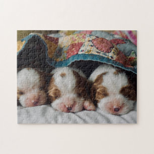 Blenheim Cavalier King Charles Spaniel Puppies Jigsaw Puzzle