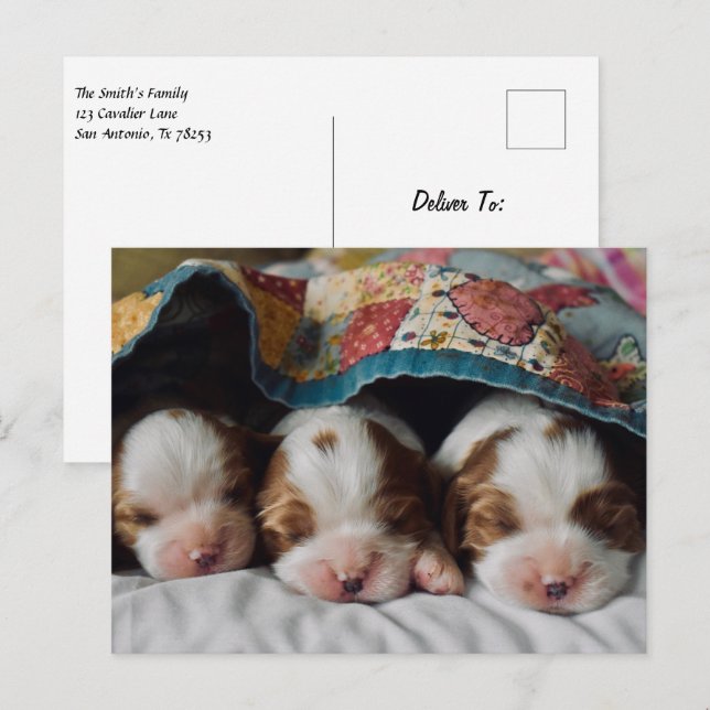 Blenheim Cavalier King Charles Spaniel Puppies Postcard (Front/Back)