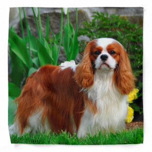 Blenheim Cavalier King Charles Spaniel Puppy Dog Bandana