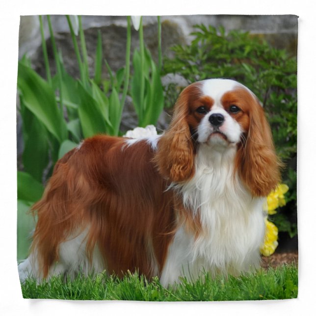 Blenheim Cavalier King Charles Spaniel Puppy Dog Bandana (Front)