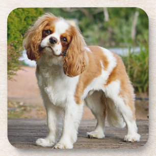 Blenheim Cavalier King Charles Spaniel Puppy Dog Beverage Coaster