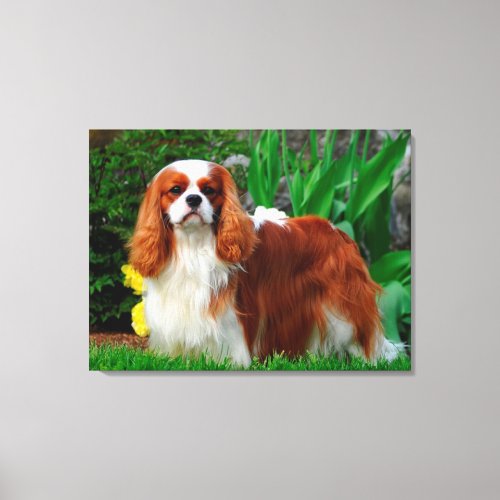 Blenheim Cavalier King Charles Spaniel Puppy Dog Canvas Print