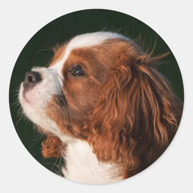 Blenheim Cavalier King Charles Spaniel Puppy Dog Classic Round Sticker ...