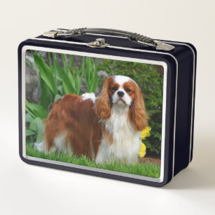 Blenheim Cavalier King Charles Spaniel Puppy Dog Metal Lunch Box