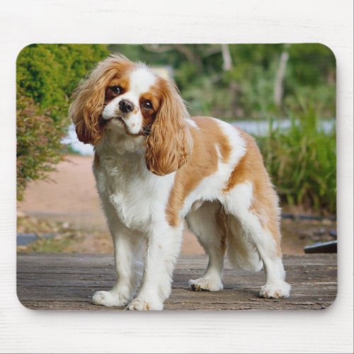 Blenheim Cavalier King Charles Spaniel Puppy Dog Mouse Pad