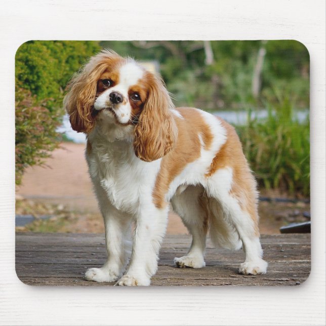 Blenheim Cavalier King Charles Spaniel Puppy Dog Mouse Pad (Front)