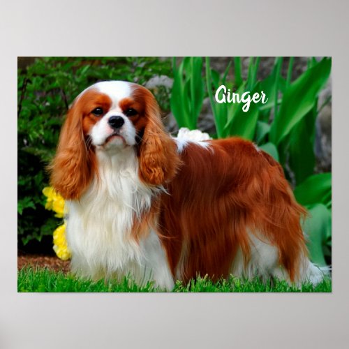 Blenheim Cavalier King Charles Spaniel Puppy Dog P Poster