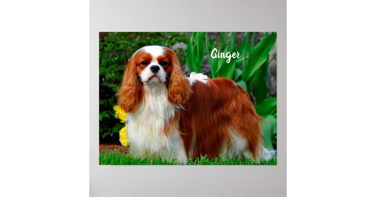 Blenheim Cavalier King Charles Spaniel Puppy Dog P Poster | Zazzle