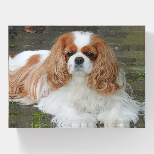Blenheim Cavalier King Charles Spaniel Puppy Dog Paperweight (Front)