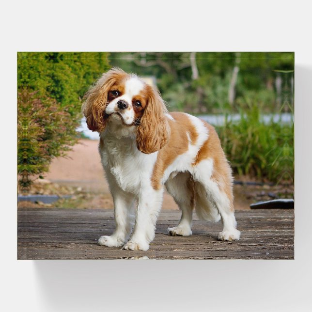 Blenheim Cavalier King Charles Spaniel Puppy Dog Paperweight (Front)