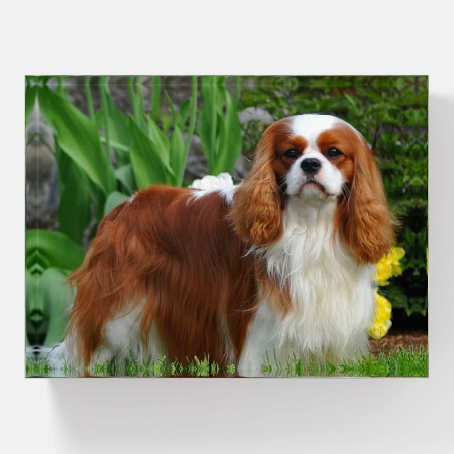 Blenheim Cavalier King Charles Spaniel Puppy Dog Paperweight (Front)